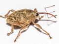 Curculio glandium